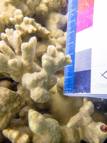 Porites lichen