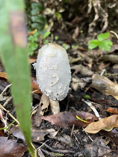 Coprinus comatus