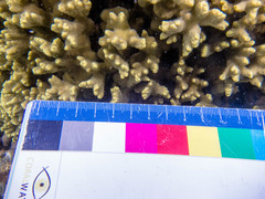 Porites lichen