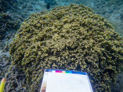 Porites lichen
