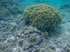 Porites lichen