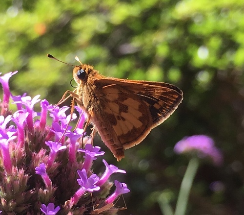 Peck's Skipper, 6203 Arkendale Rd, Alexandria, VA, US, photo 10 of 10