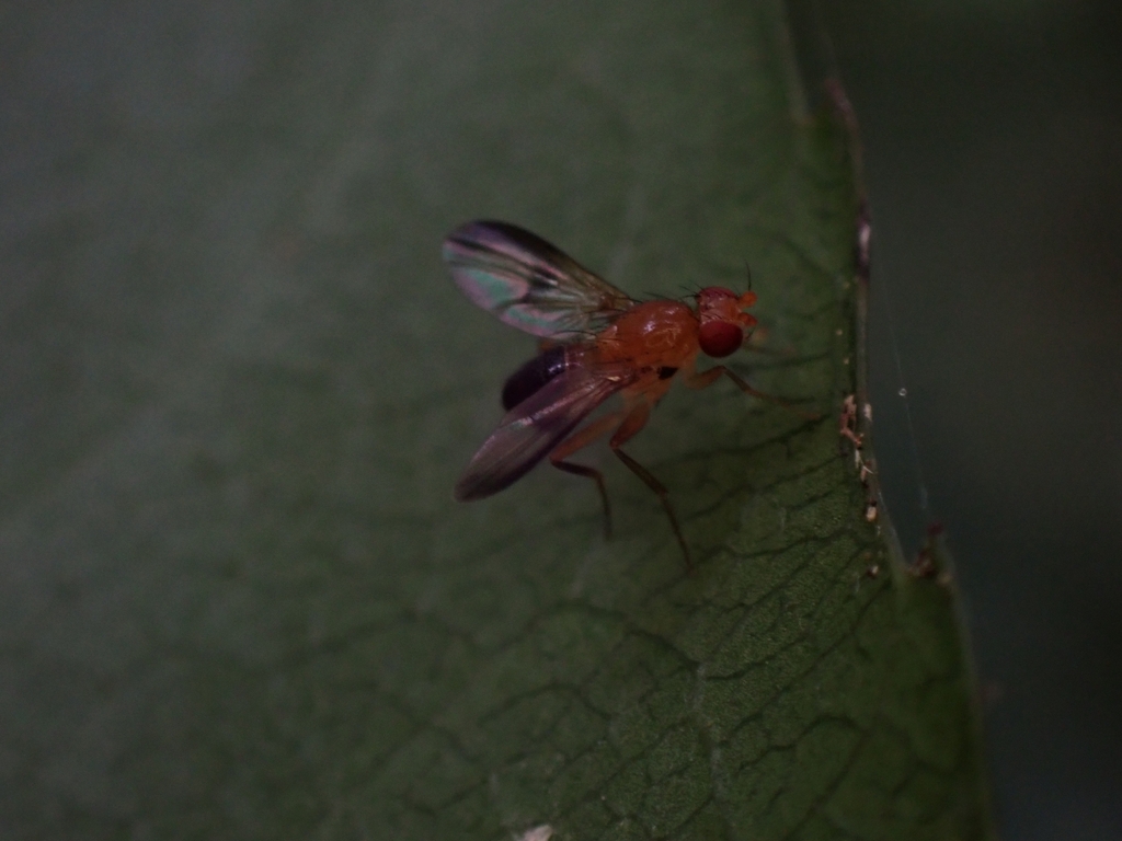 Tetrameringia