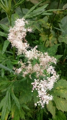 Filipendula camtschatica