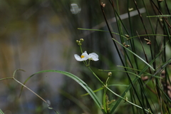 Sagittaria trifolia
