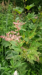 Filipendula camtschatica