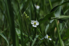 Sagittaria trifolia