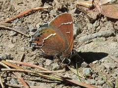 Callophrys spinetorum