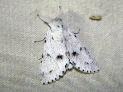 Acronicta vulpina
