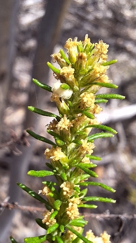 Image of Olearia teretifolia by no rights reserved
