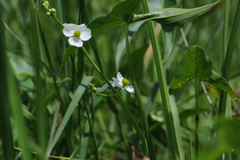 Sagittaria trifolia