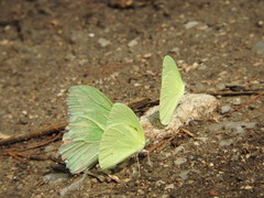 Aphrissa statira statira