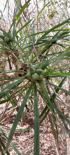 Pandanus aridus observed 2024-10-16