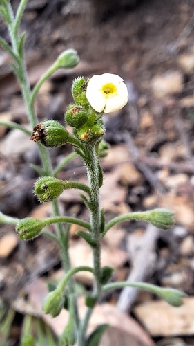 Image of Hackelia suaveolens by no rights reserved