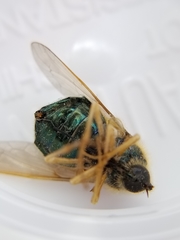 Eulonchus sapphirinus