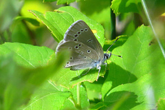 Glaucopsyche lygdamus image