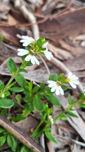 Image of White Fanflower (Scaevola albida) by no rights reserved