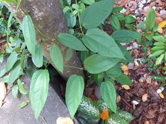 Thunbergia laurifolia