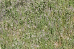 Stachys ajugoides