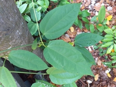 Thunbergia laurifolia