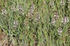 Stachys ajugoides