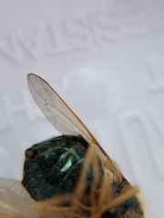 Eulonchus sapphirinus