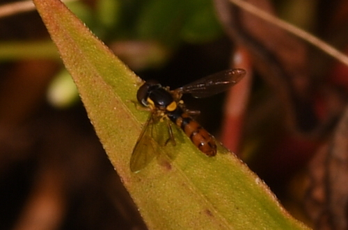Violaceous Globetail photo 2