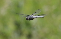 Libellula nodisticta