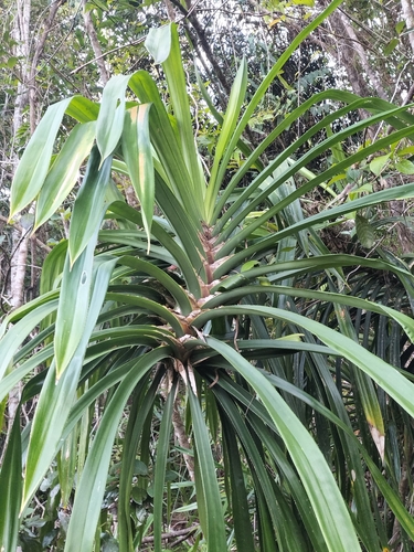 Freycinetia marginata, photograph 2