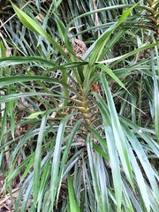 (c) Matt B, some rights reserved (CC BY) Freycinetia marginata, photograph (c) Matt B, some rights reserved (CC BY)