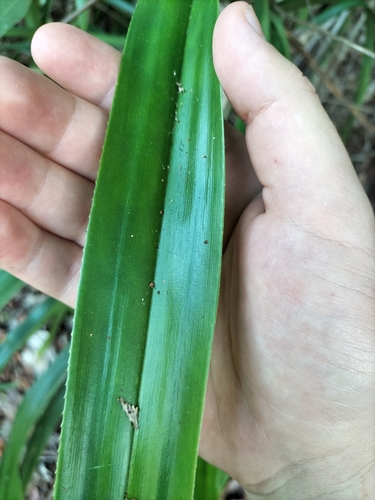 Freycinetia marginata, photograph 4