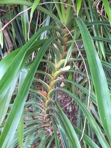 Image of Freycinetia Marginata (Freycinetia marginata) by (c) Matthew Borella, some rights reserved (CC BY)