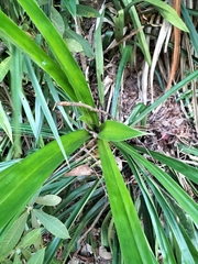 Freycinetia marginata, photograph (c) Matt B, some rights reserved (CC BY)