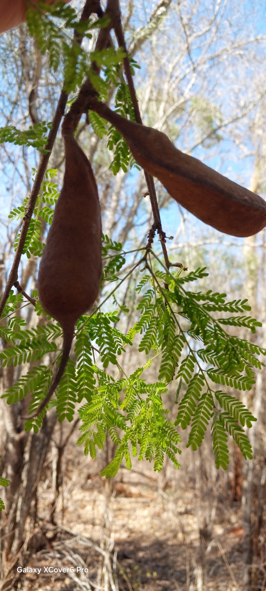 Imagem de Albizia masikororum