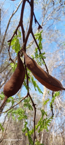 Foto de Albizia masikororum