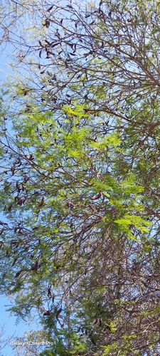Foto de Albizia masikororum