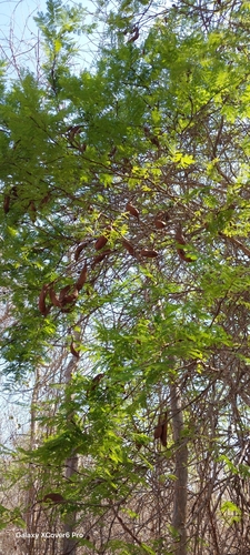 Foto de Albizia masikororum