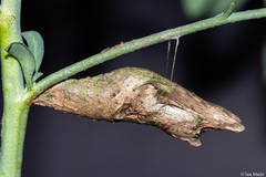 Heraclides thoas brasiliensis