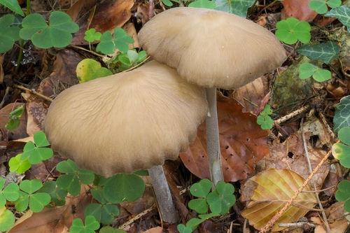 Xerula caussei
