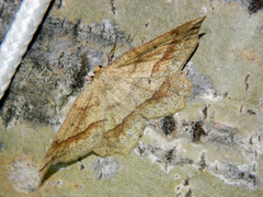 Euchlaena marginaria