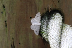 Lassaba parvalbidaria