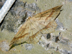 Euchlaena marginaria