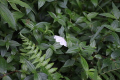 Xenoplia trivialis