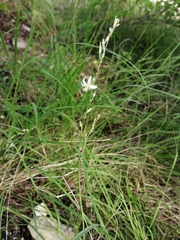 Echeandia parviflora