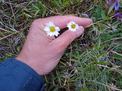 Chrysanthemum integrifolium