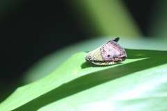 Ricanula pulverosa