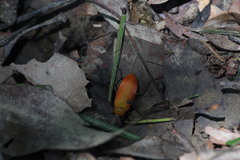 Cistelina tricolor