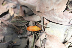 Cistelina tricolor