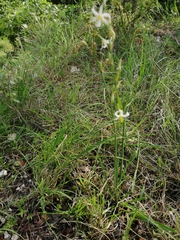 Echeandia parviflora