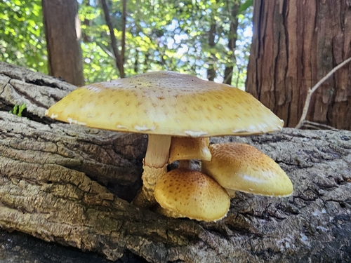 Pholiota